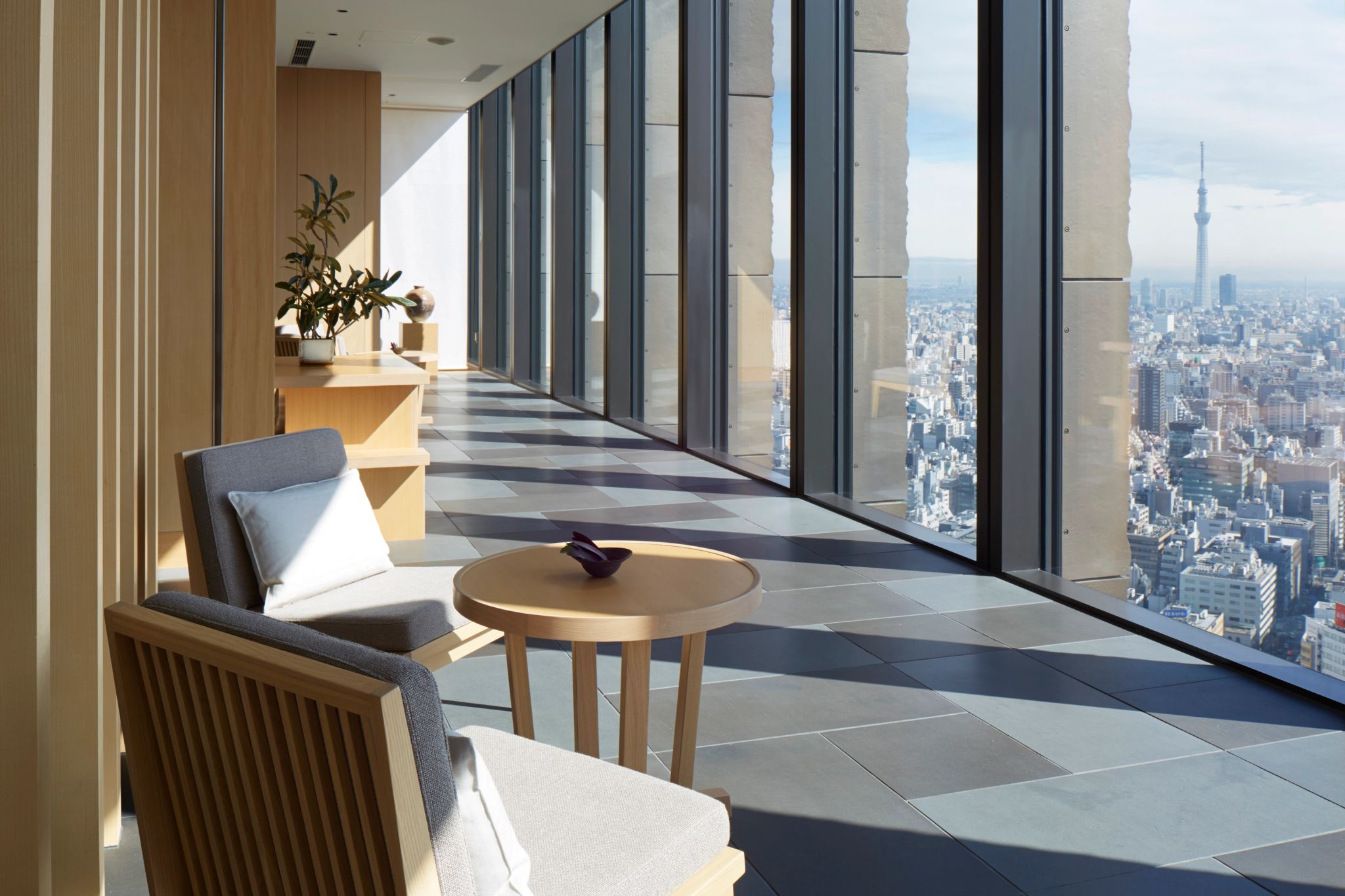 flores de cerejeira - arvores floridas – contraste urbano e natural