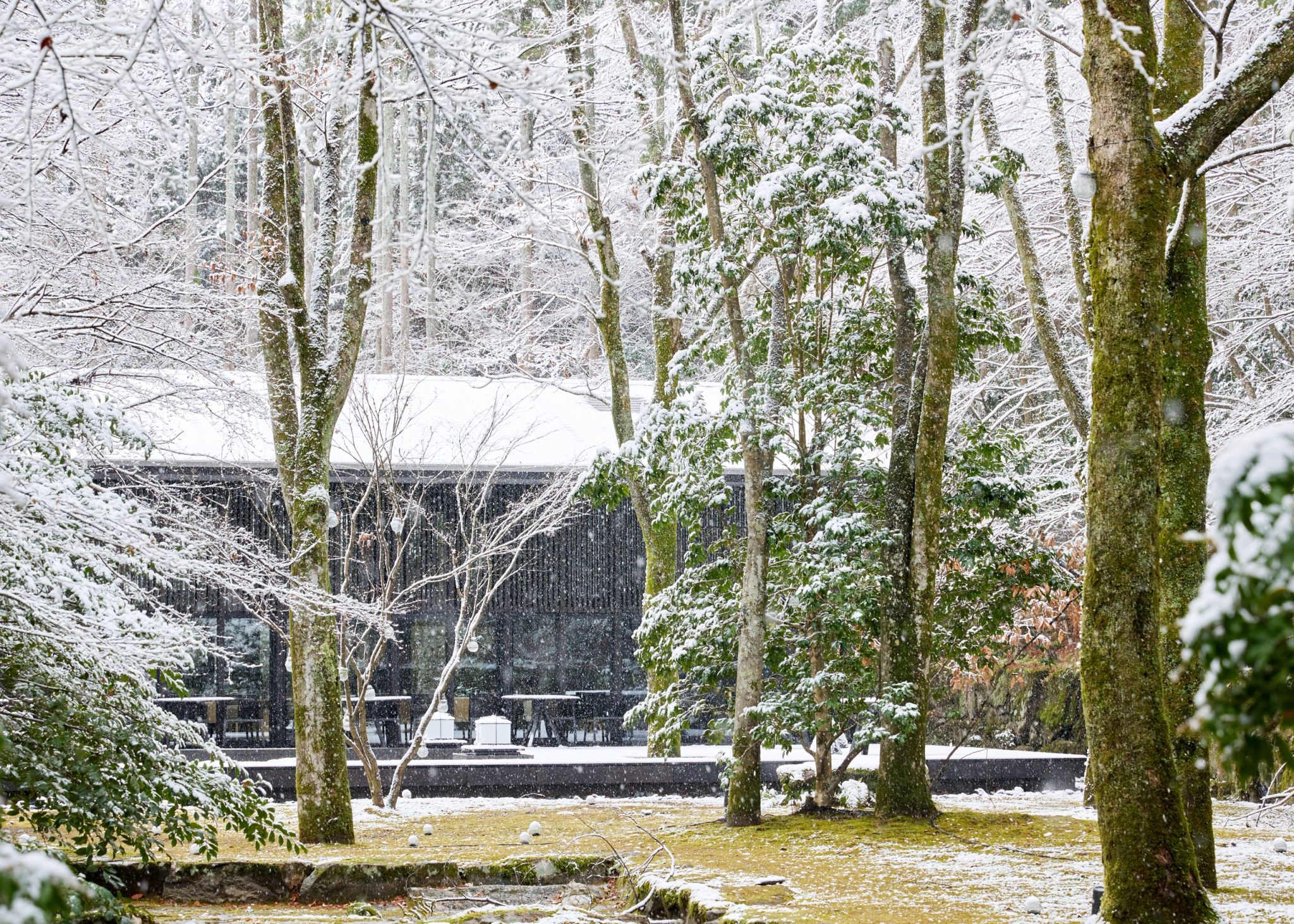 kyoto com neve - vegetação com neve – paisagem nevada 