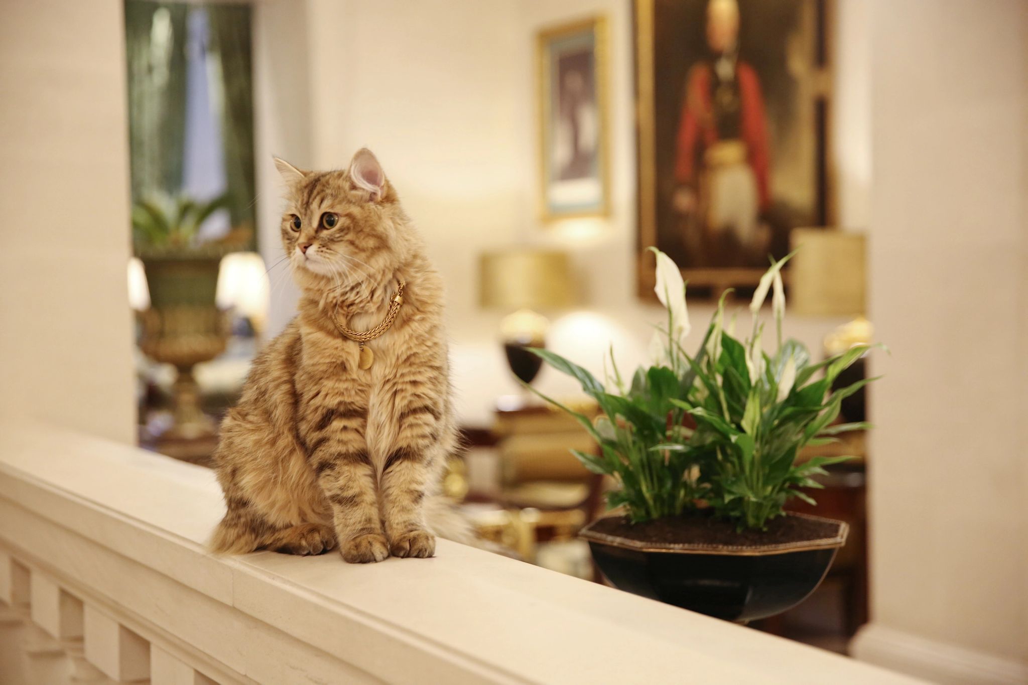 Hotel pet friendly hotel pet friendly - hotel que aceita pet - animal de estimaçao