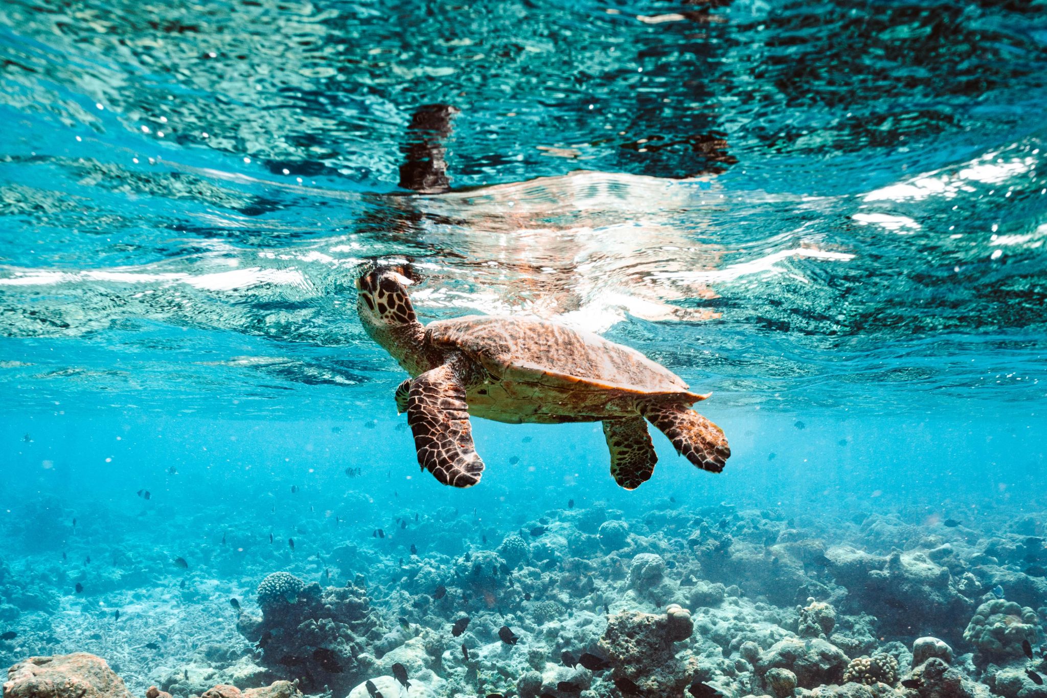 Atividades de lazer tartaruga marinha - mergulho nas maldivas - resgate de tartarugas - vida marinha