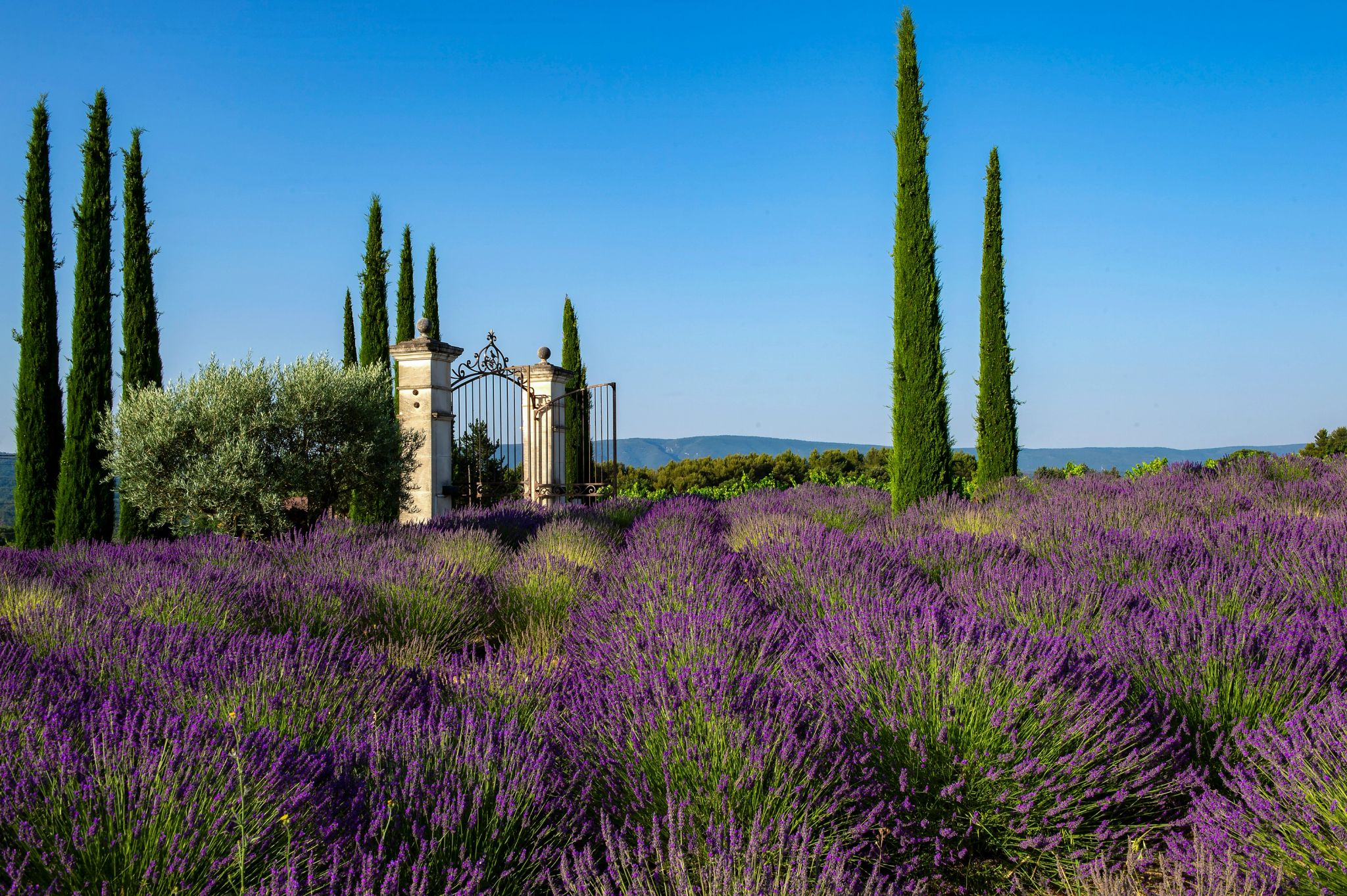 Plantação de lavandas plantaçao de lavanda – entrada do hotel – cipreste italiano - lavanda - natureza