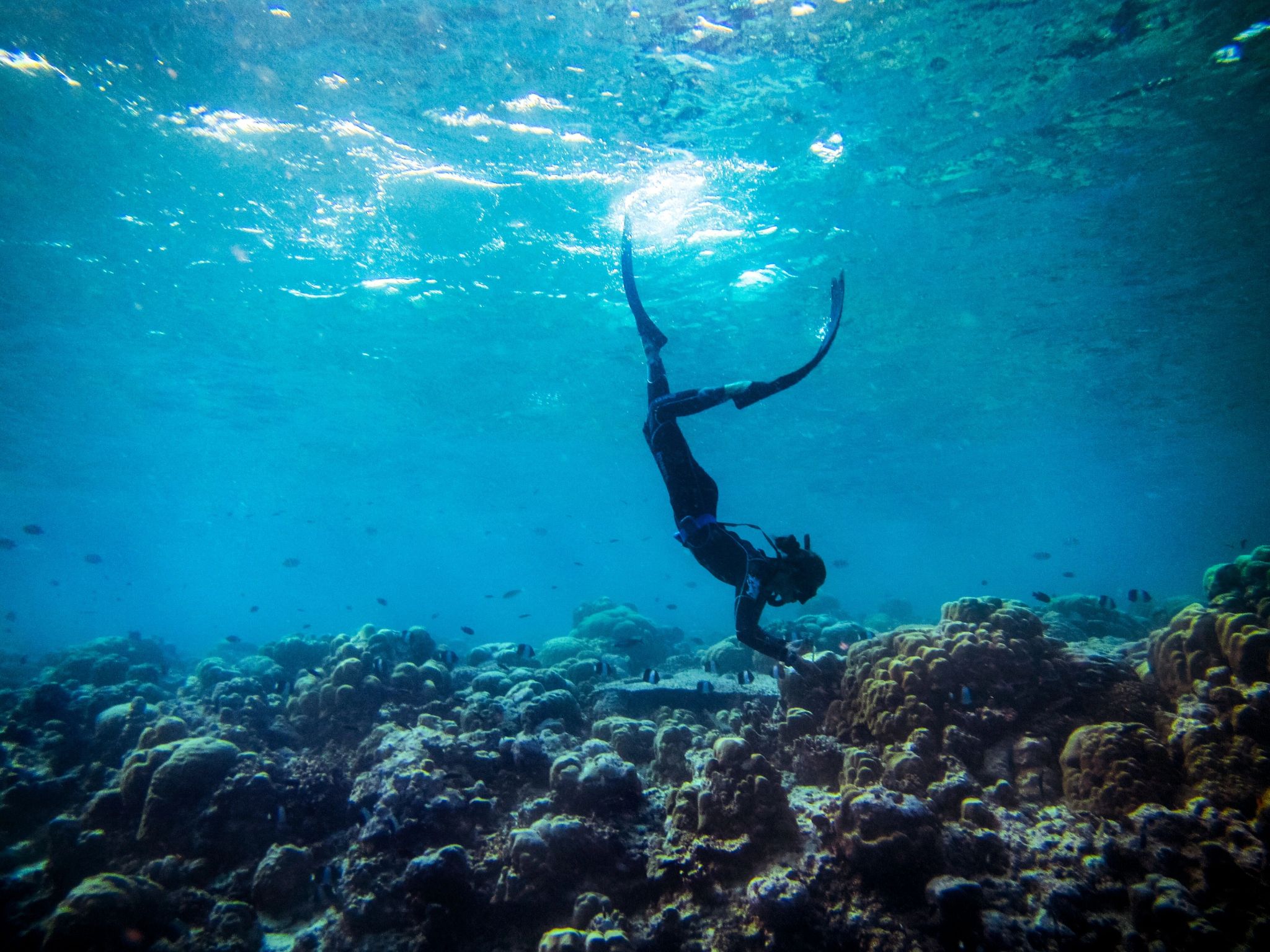 Mergulho nas Maldivas mergulho – atividades marinhas – esportes aquaticos