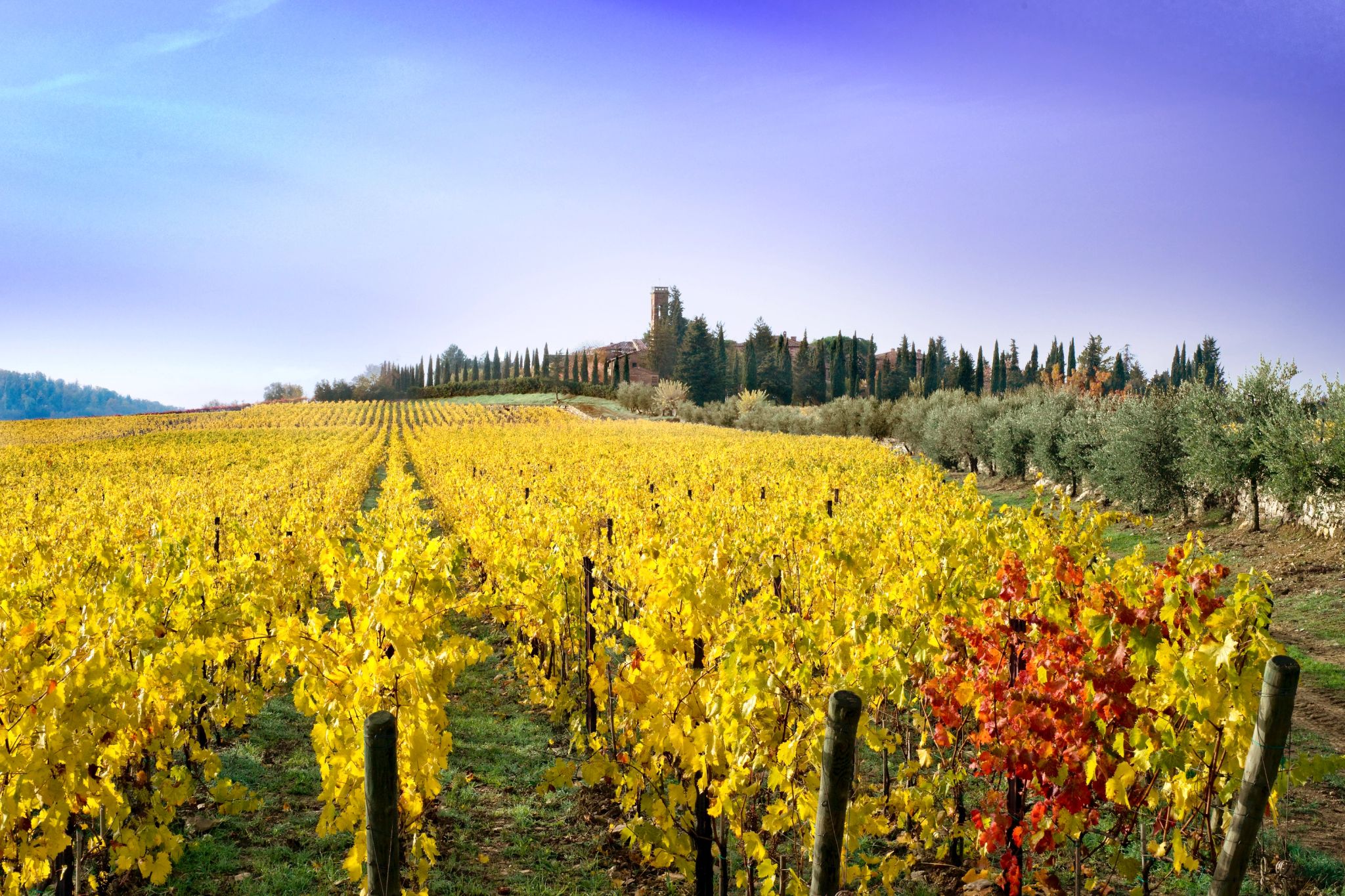 vinhedo na toscana  – outono - vinicola italiana - vinicolas - paisagem natural - campo