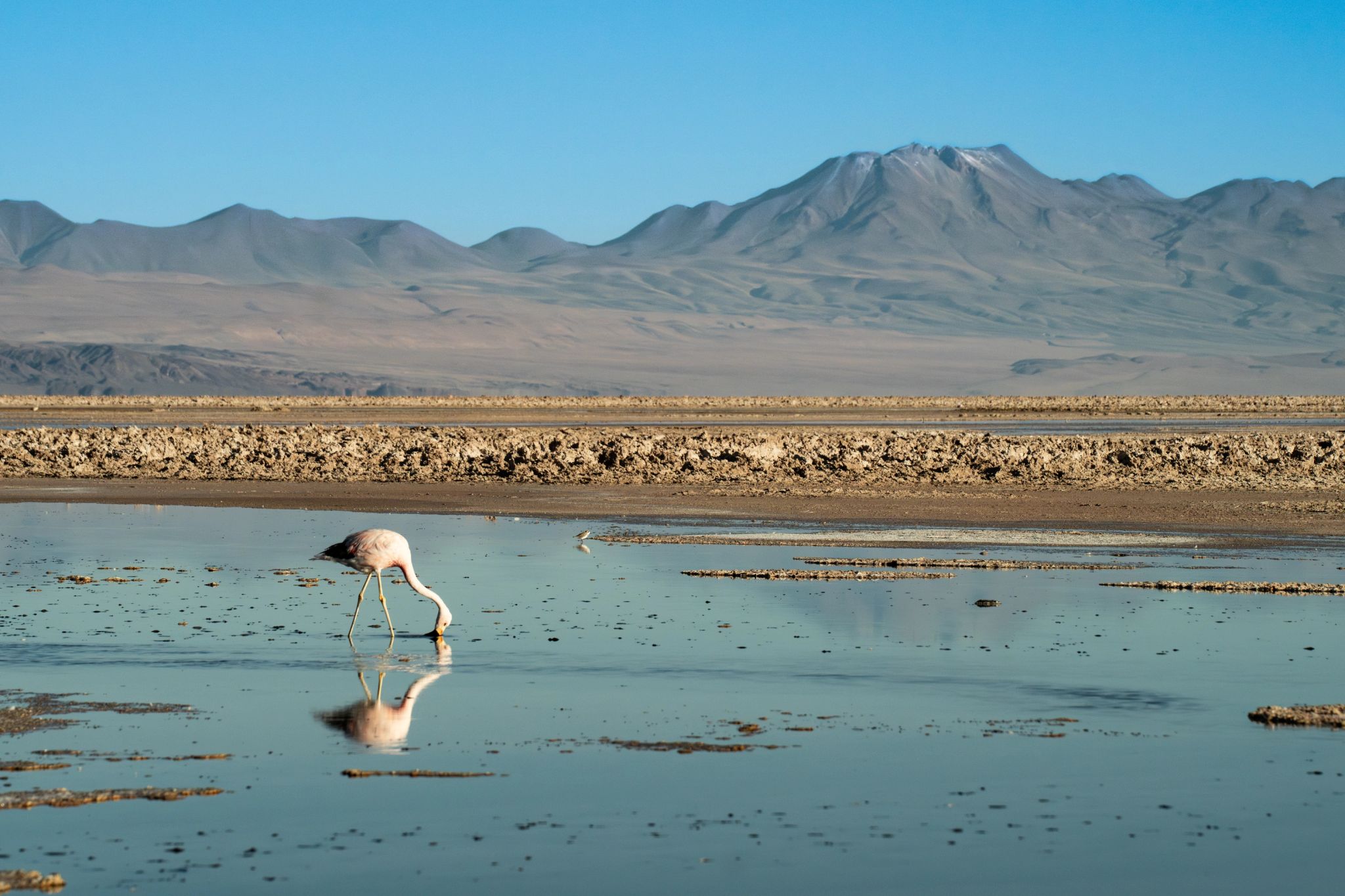 Arredores do hotel animais silvestres - animais nativos - destino de natureza