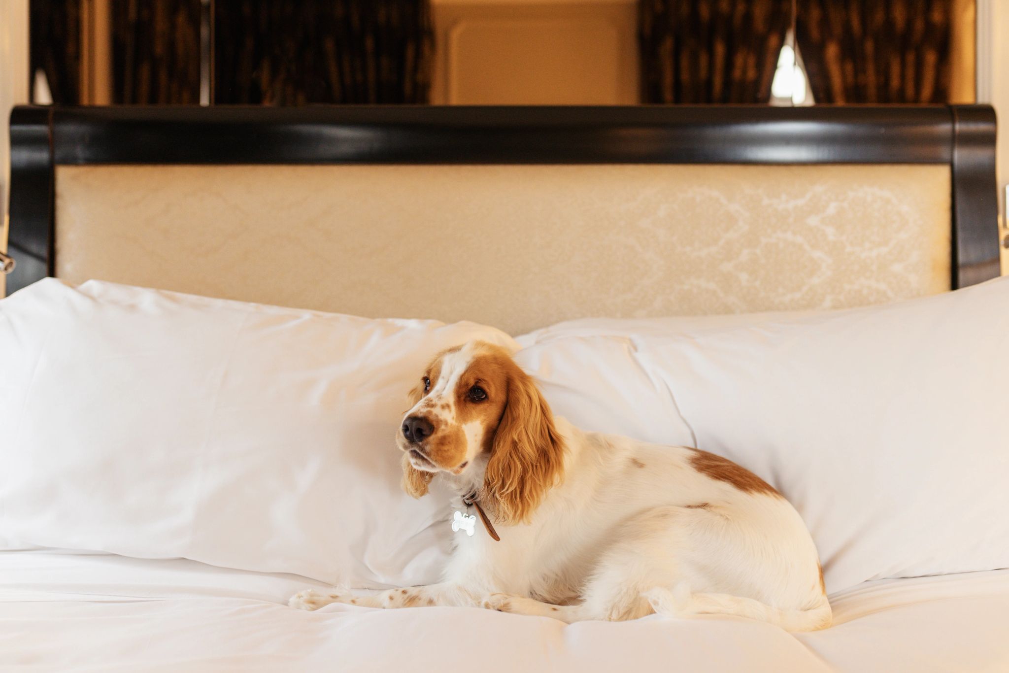 hotel que aceita pet - pet friendly - viagem com cachorro