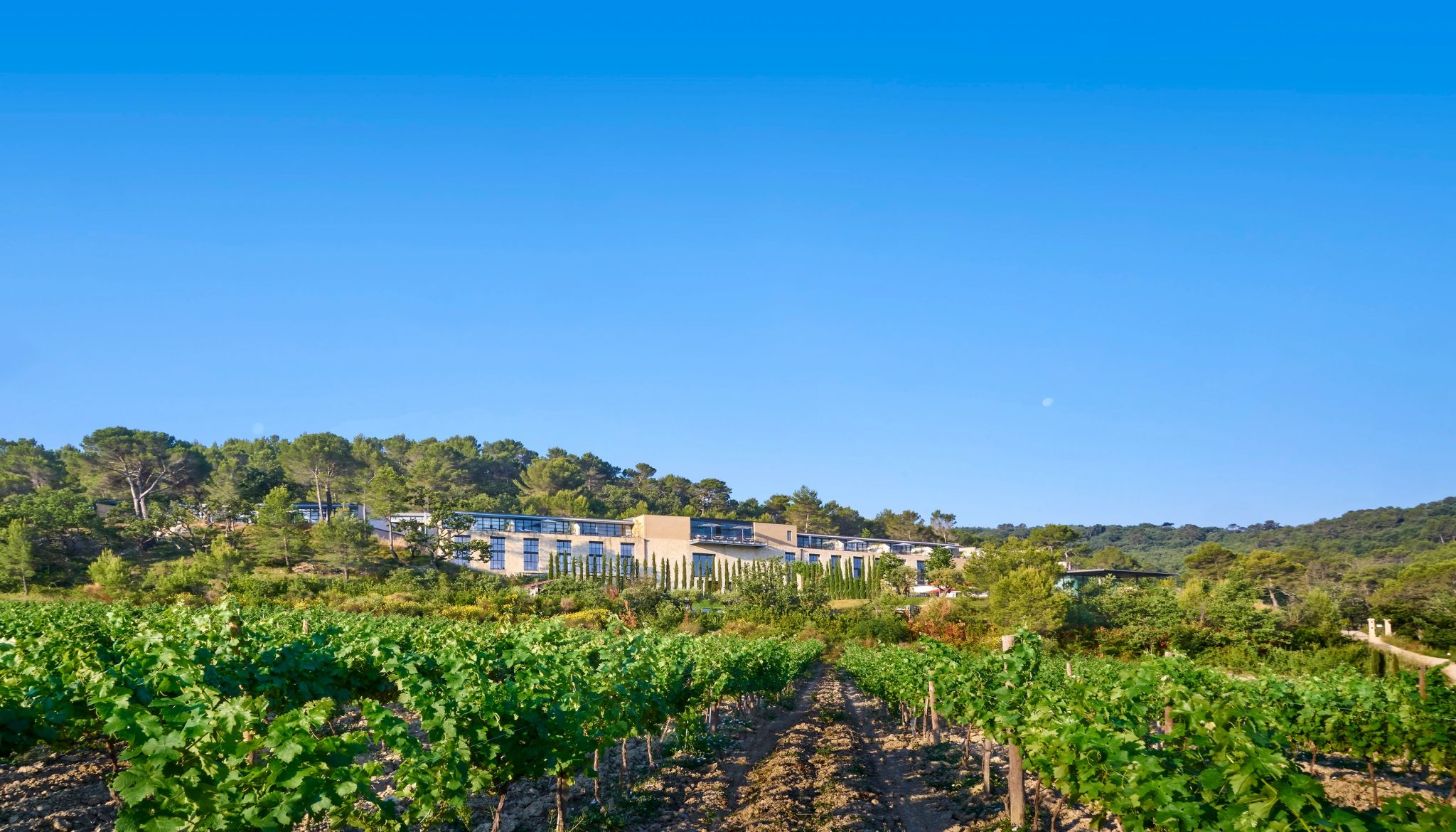 Vinhedos Chateâu La Coste vinhedo – vinicola na provença - vinicola francesa - natureza - chateau la coste