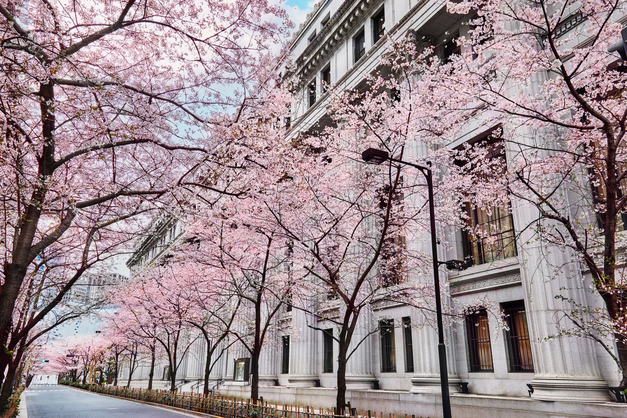 arquitetura classica – hoteis no japao - primavera - flor de cerejeira