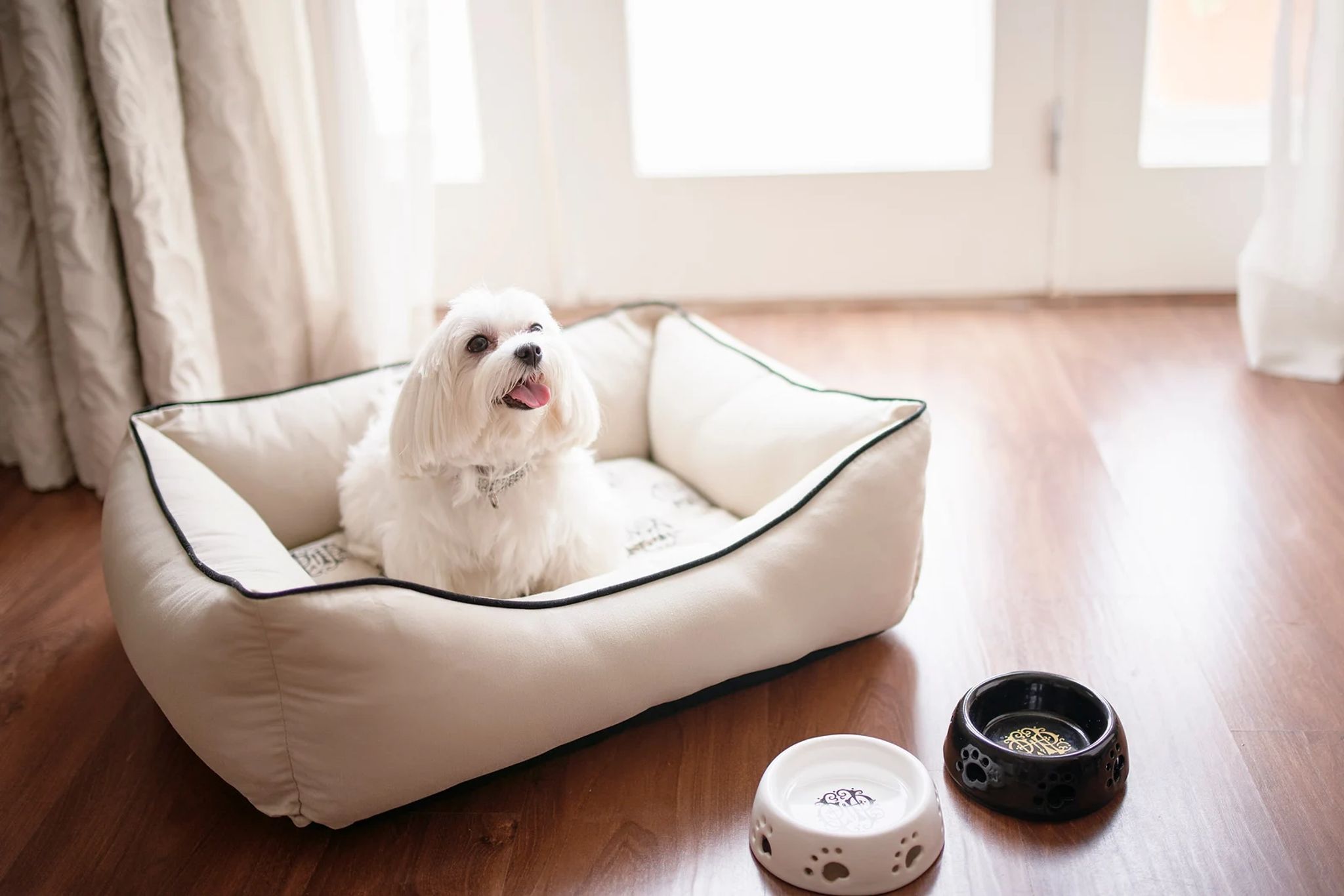 amenidades para pets - suite pet friendly