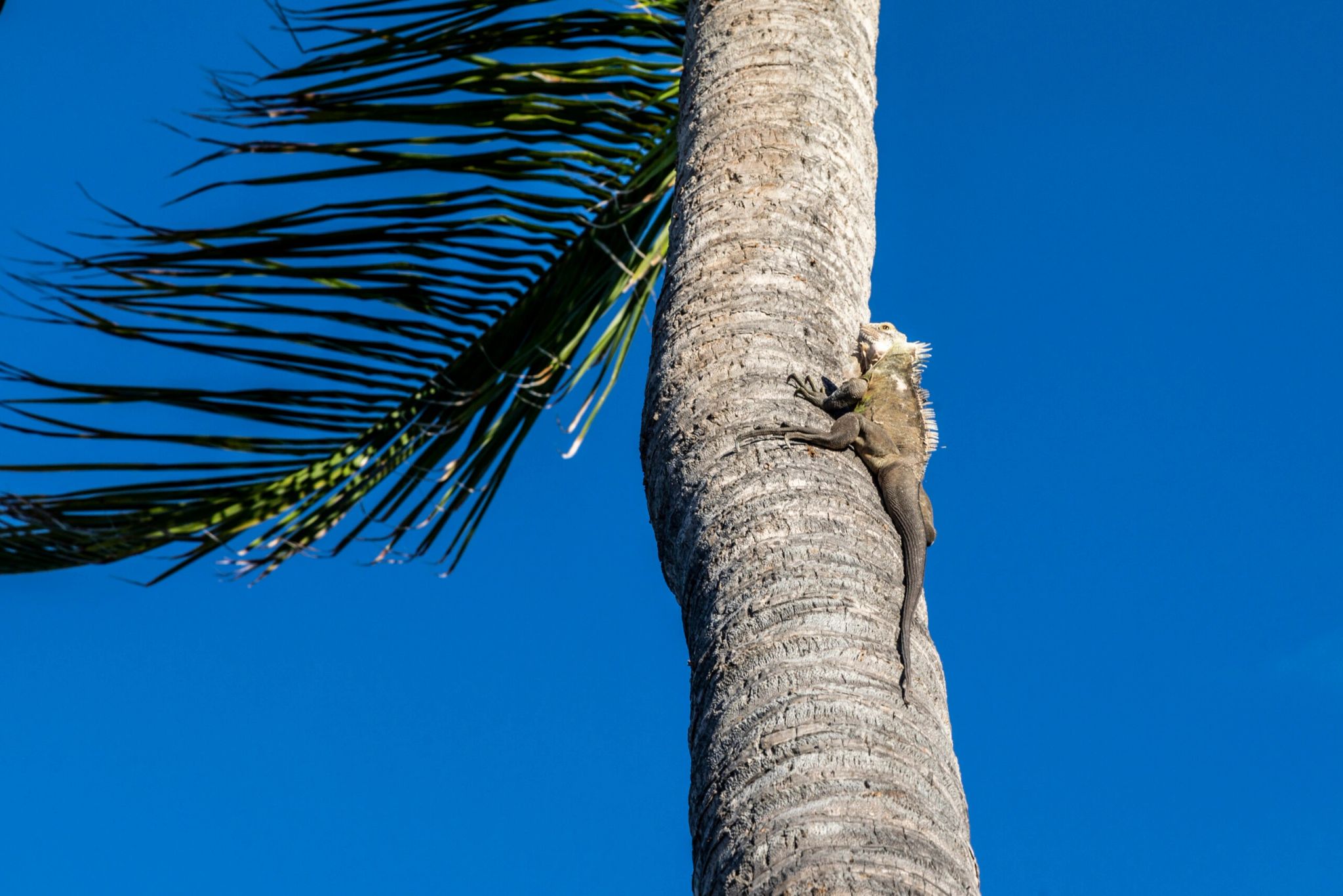 Animais silvestres lagarto – hotel na praia - vida selvagem - animais nativos - destino de praia