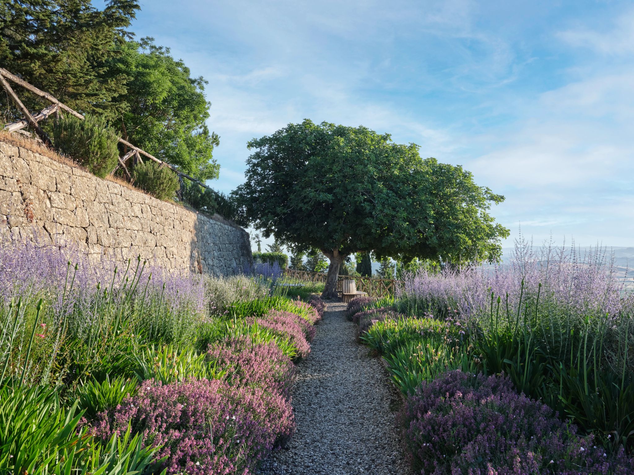 campo de lavandas – lavanda - plantaçao de lavanda