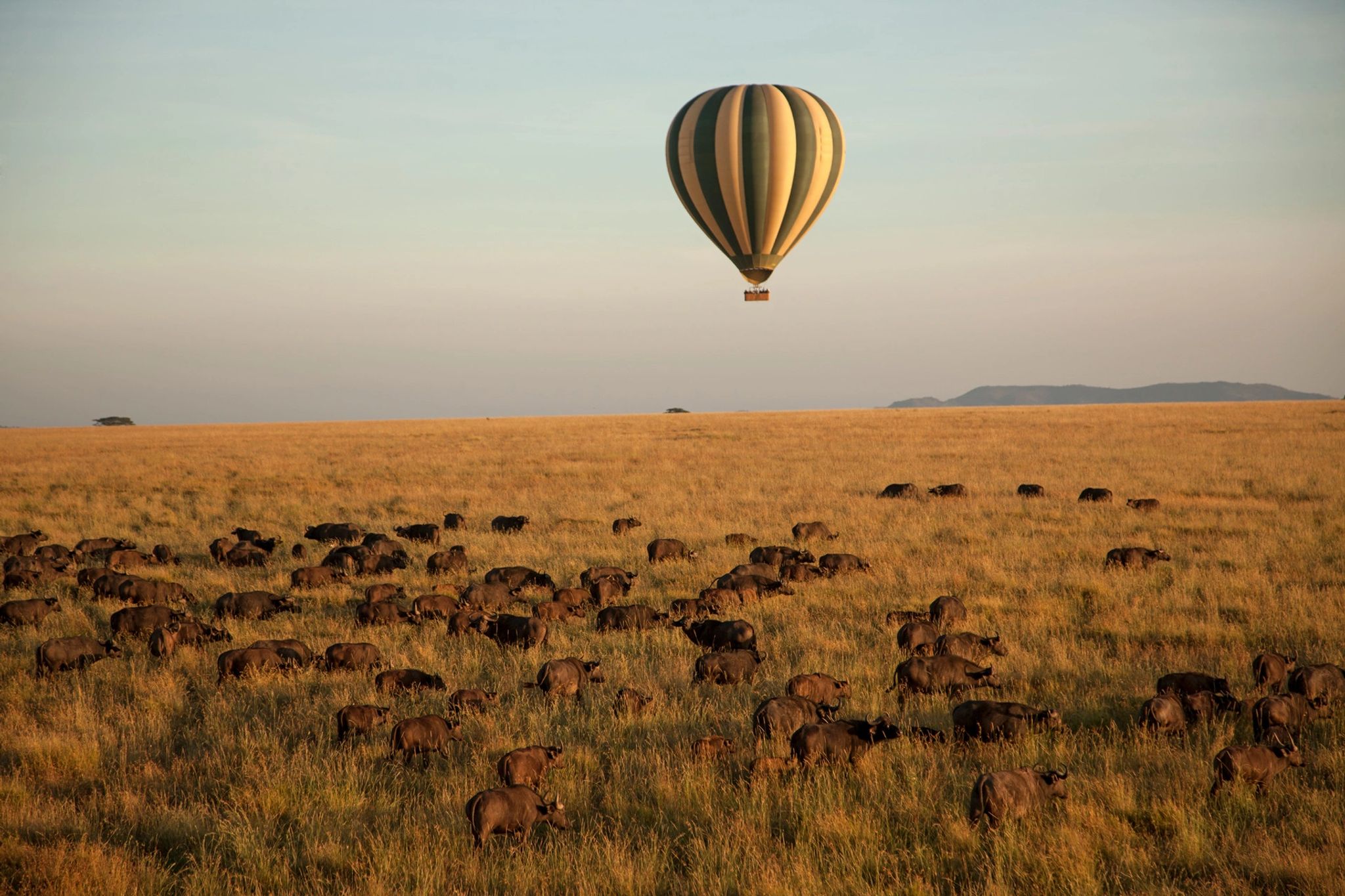 passeio de balao ao nascer do sol sobre o serengeti-balao de ar quente-experiencia safari