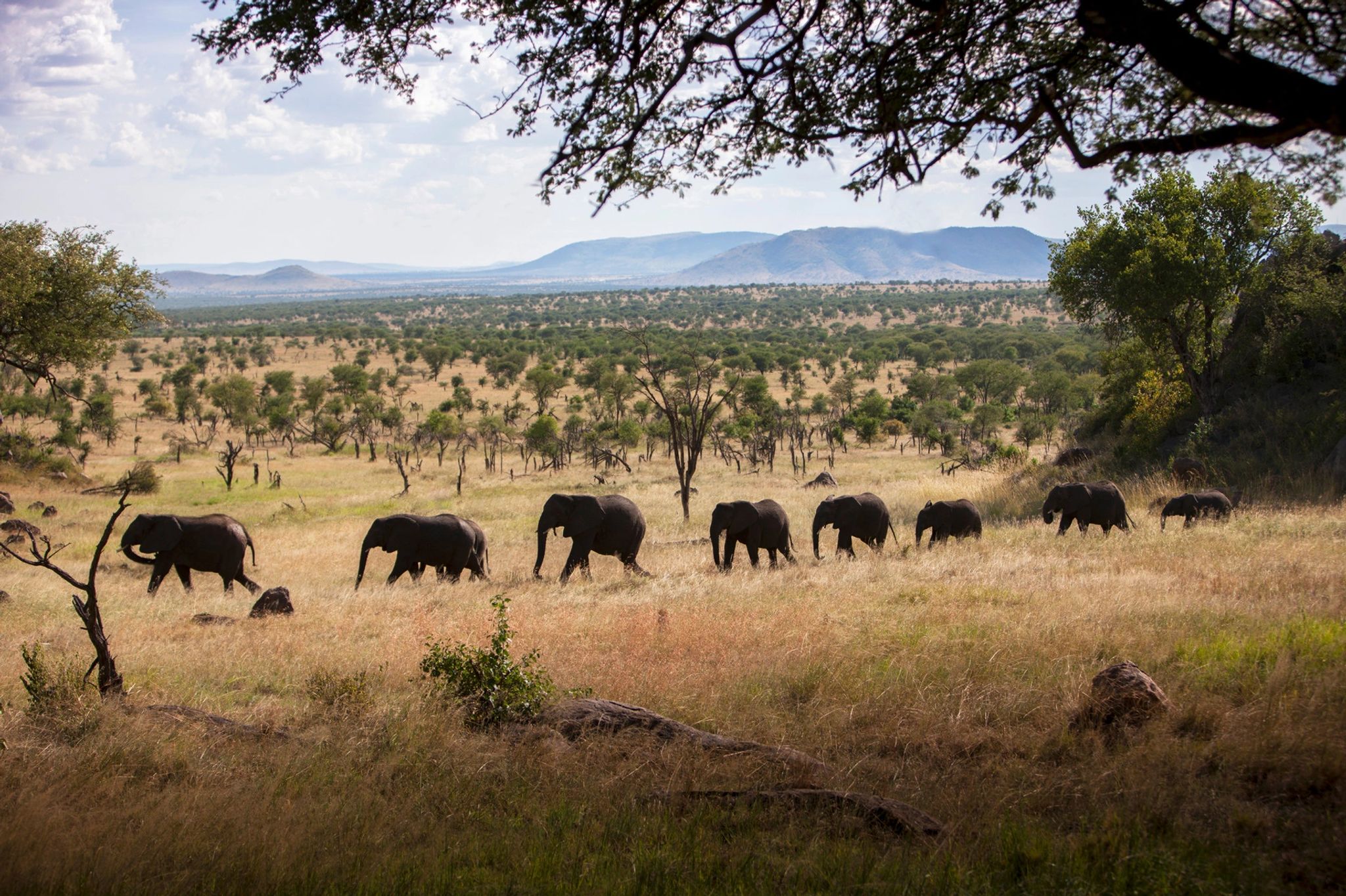 Four Seasons Safari Lodge Serengeti grande rebanho de bufalos africanos bebendo agua-vida selvagem serengeti-safari africa