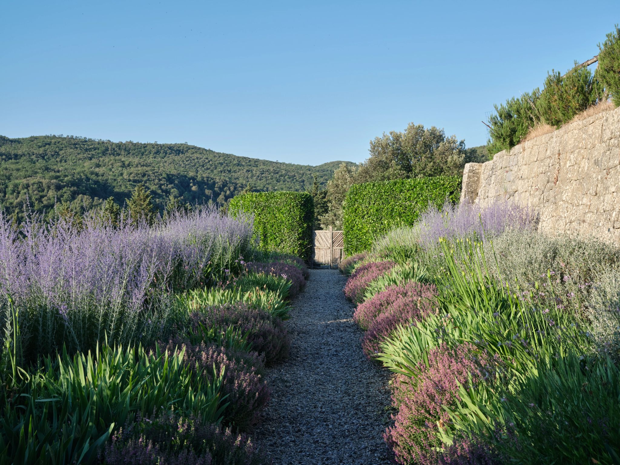 campo de lavandas – lavanda - plantaçao de lavanda