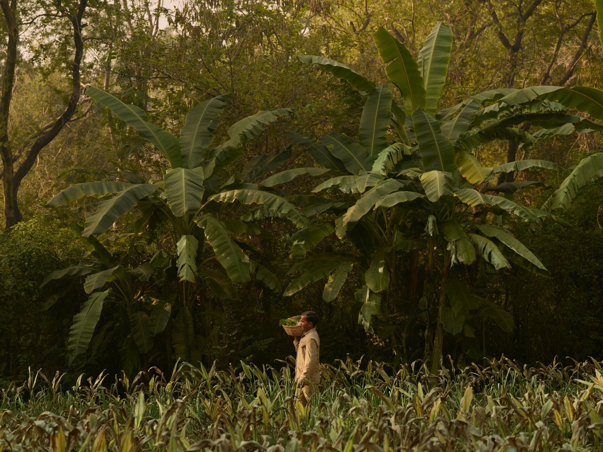 jardim privativo - natureza - paisagem natural
