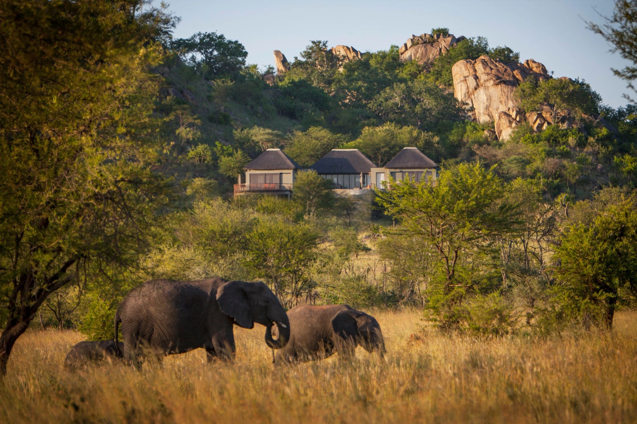 Safári paisagem rochosa no serengeti-savana tanzania-por do sol-cenario safari