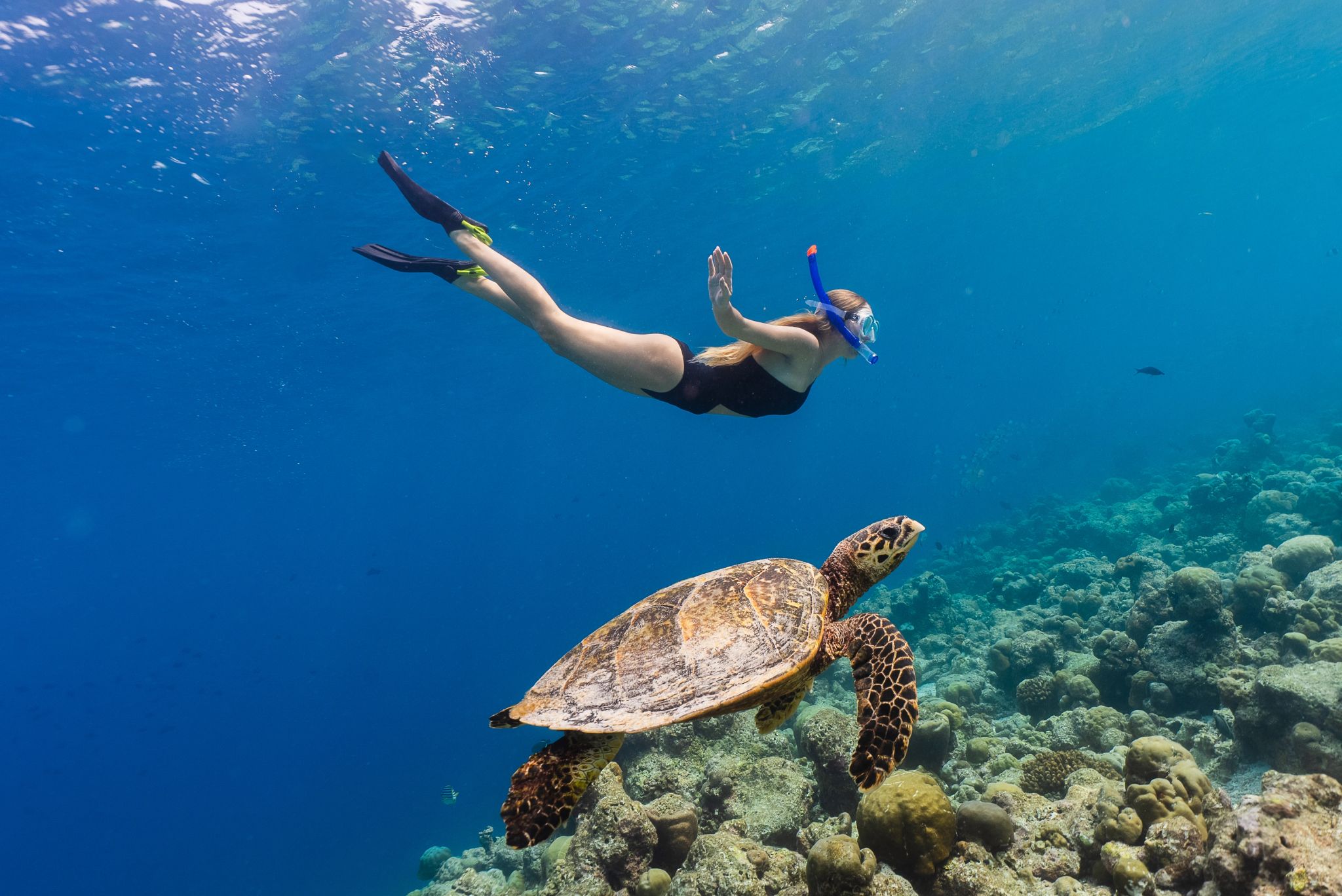 Mergulho mergulho - esporte aquatico - atividades de lazer