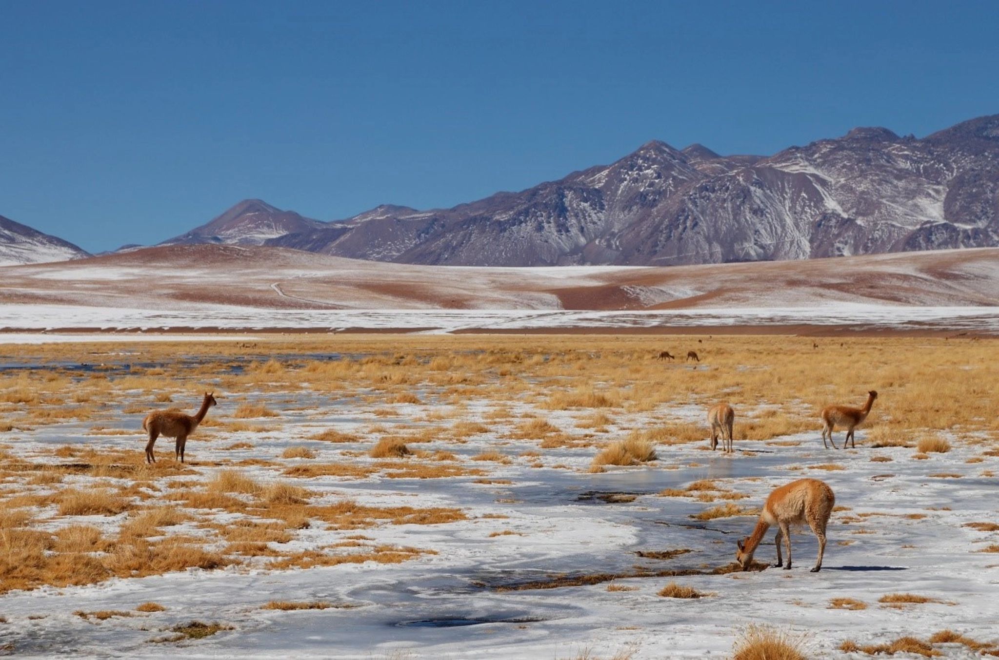 Arredores do hotel natureza - vida selvagem - viagem para o deserto do atacama