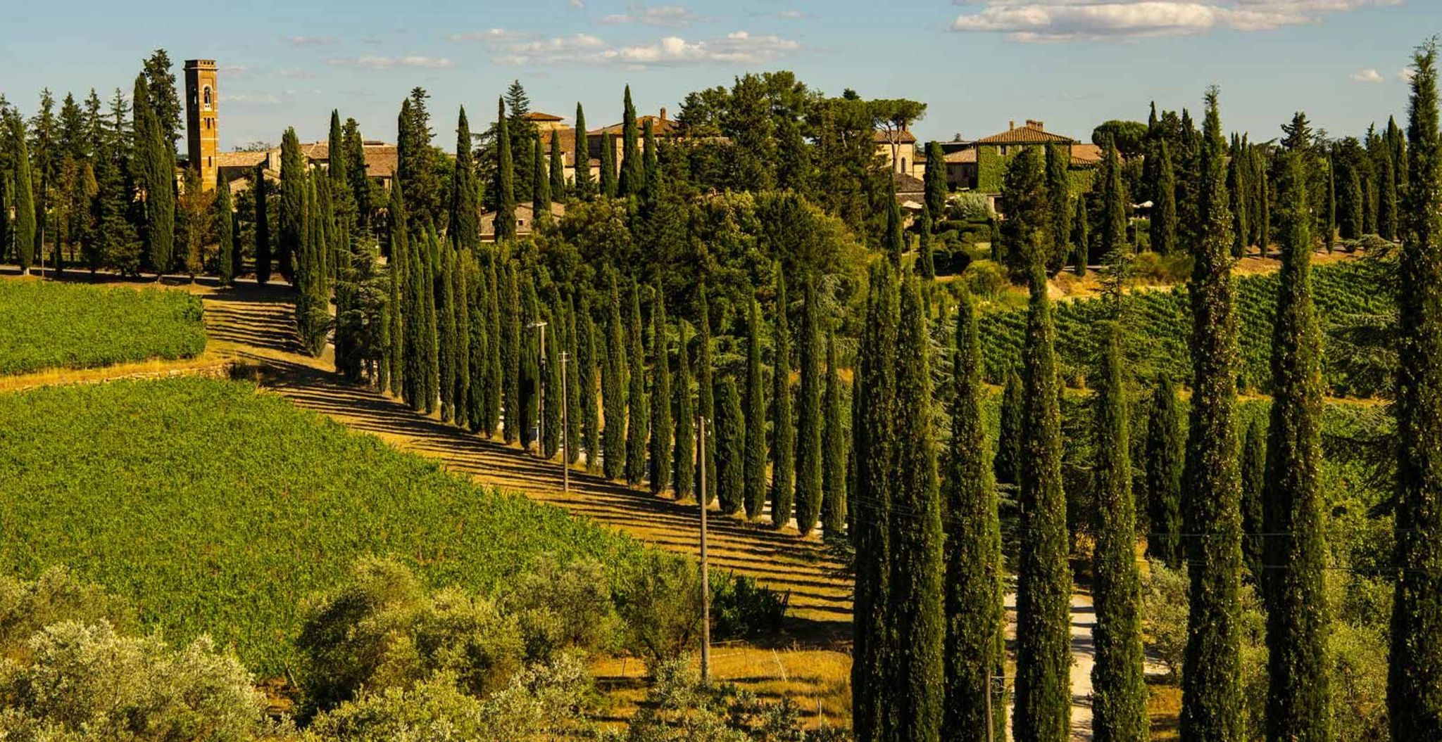 cipreste italiano – paisagem toscana – beleza natural - vinicola italiana - natureza 