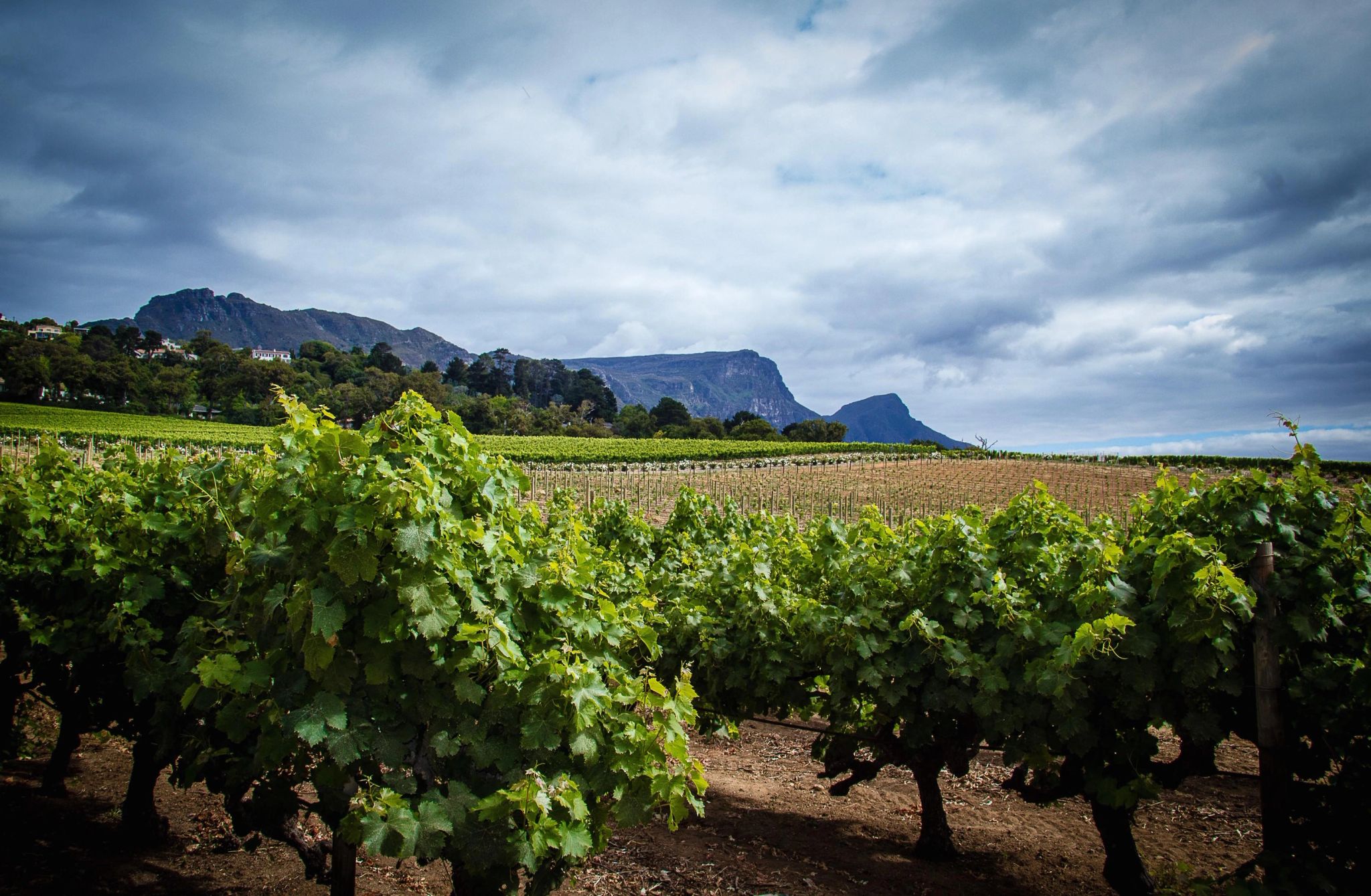 regiao vinicola - vinicolas cidade do cabo - vinicolas africanas - plantaçao de uvas