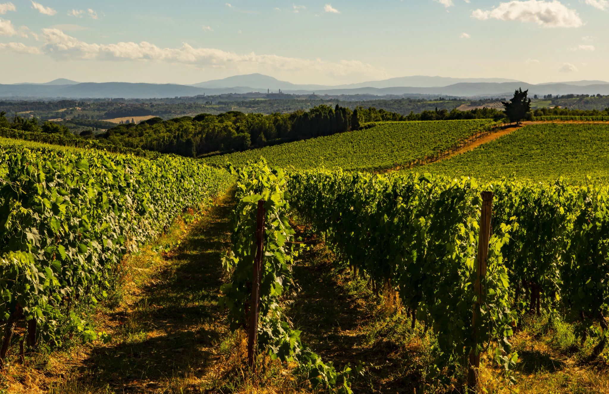 vinhedo na toscana – chianti italiano – vinicola italiana - niciolas - plantaçao rural
