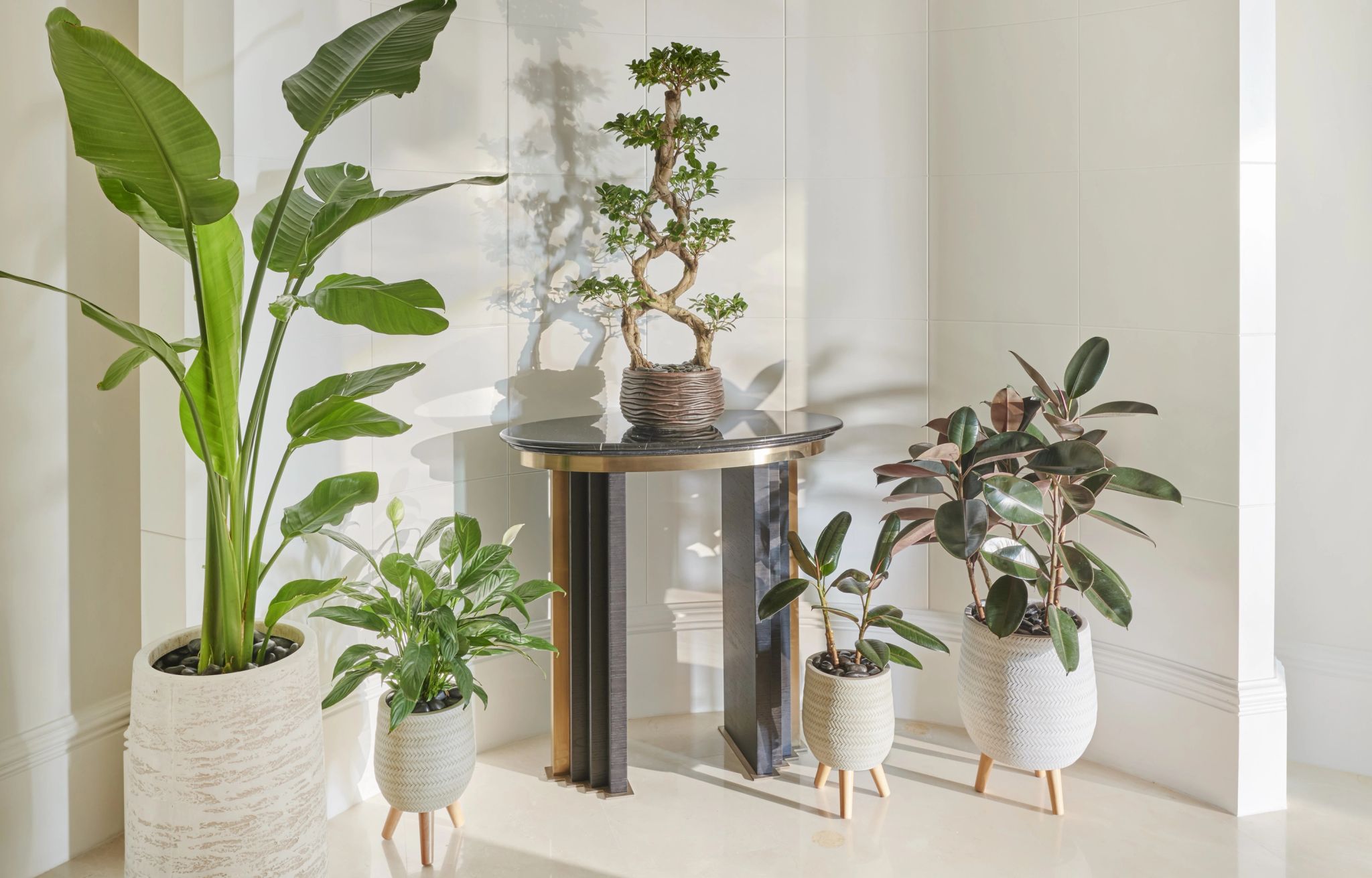 Vegan King plantas decorativas - objetos de decoraçao - quarto vegano