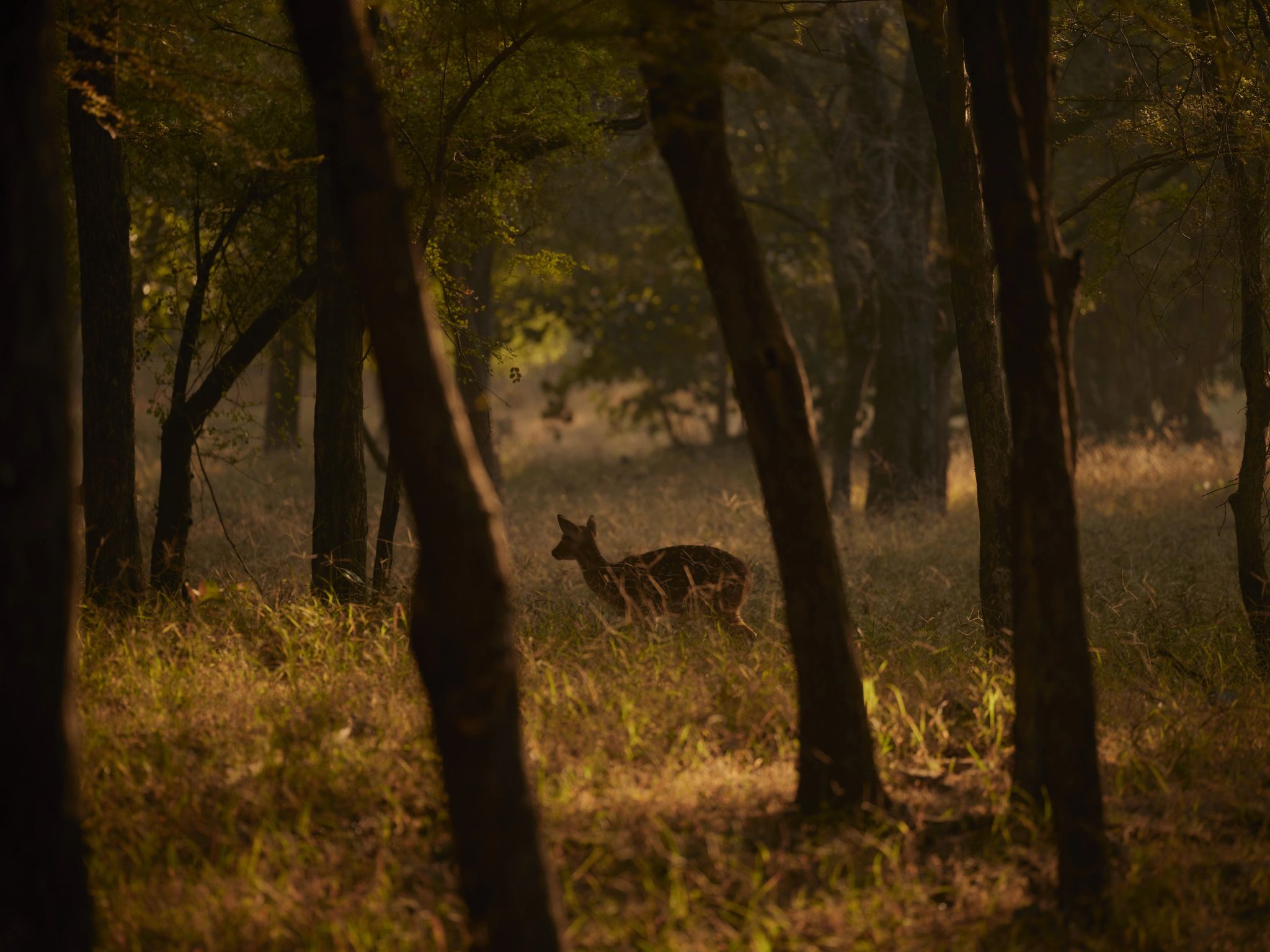 Experiência de safári animais silvestres - natureza - paisagem natural - safari