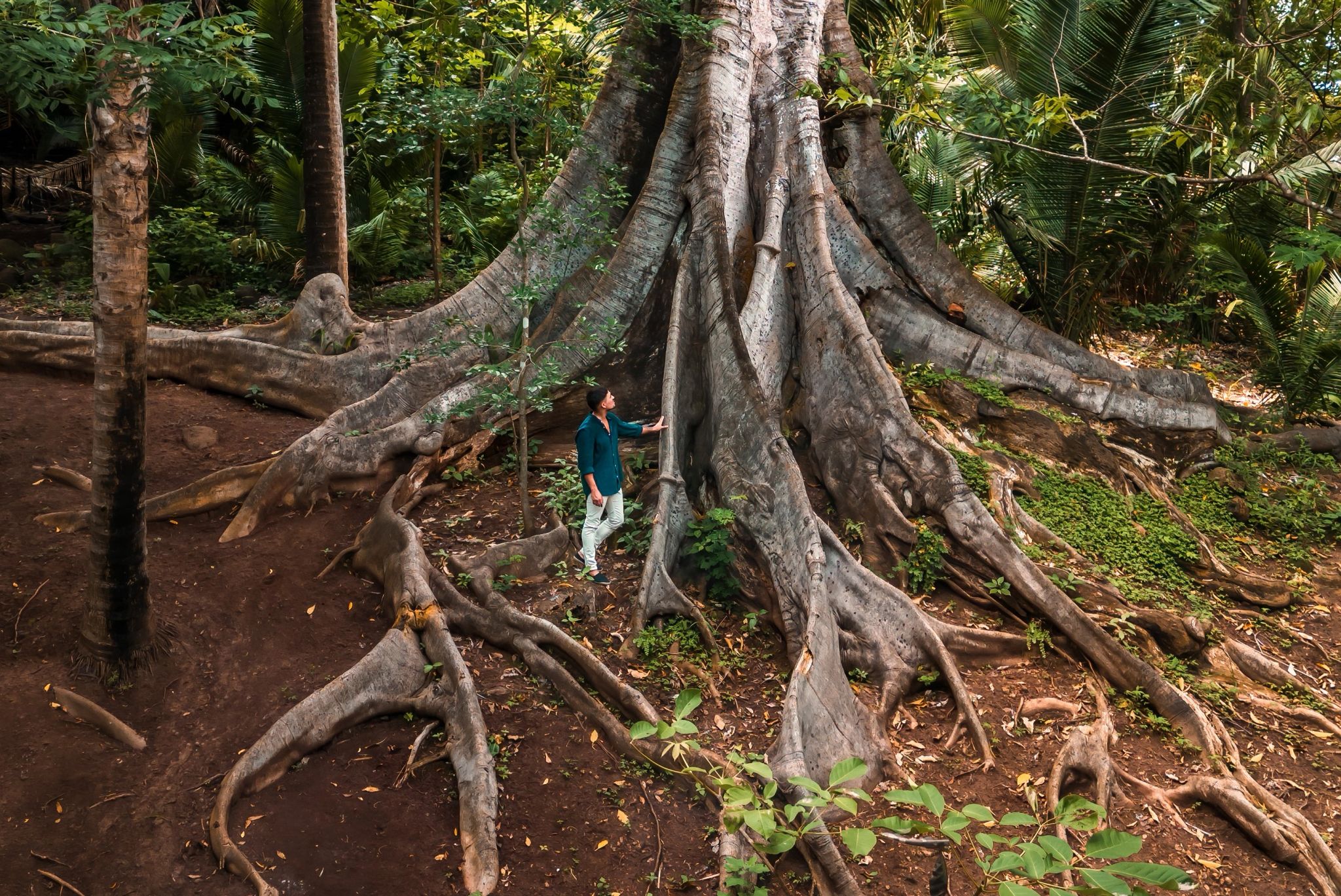 arvore centenaria - abuela tree - vegetaçao nativa - arvore historico - floresta tropical