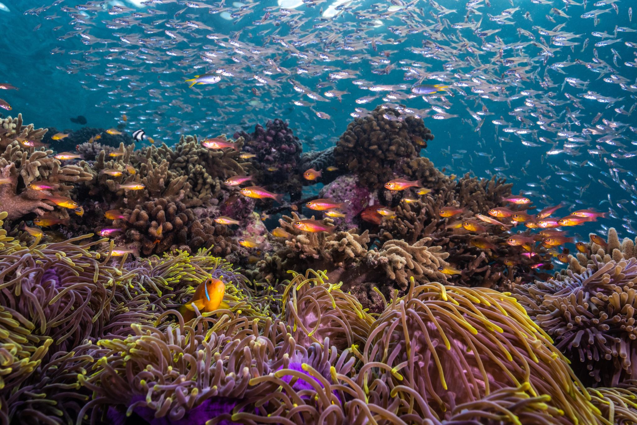Mergulho recife de corais - fundo do mar - mergulho - vida marinha