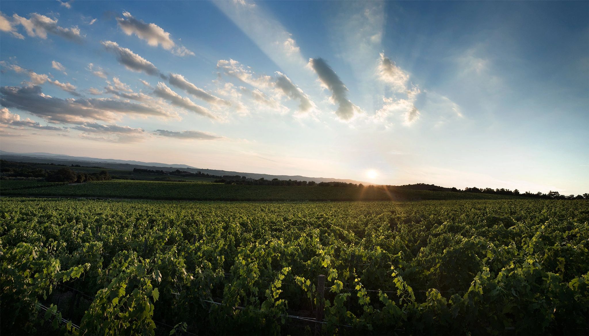 por do sol - vinicolas - plantaçao de uvas - natureza - paisagem natural toscana