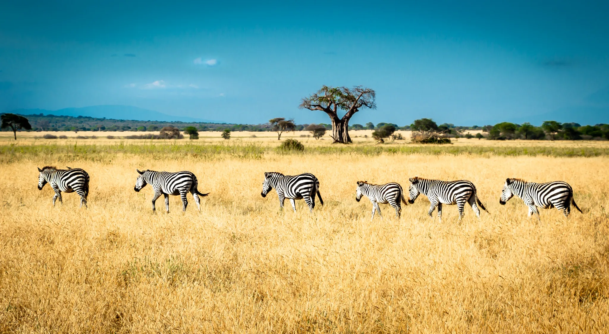 zebra - africa - safari africa