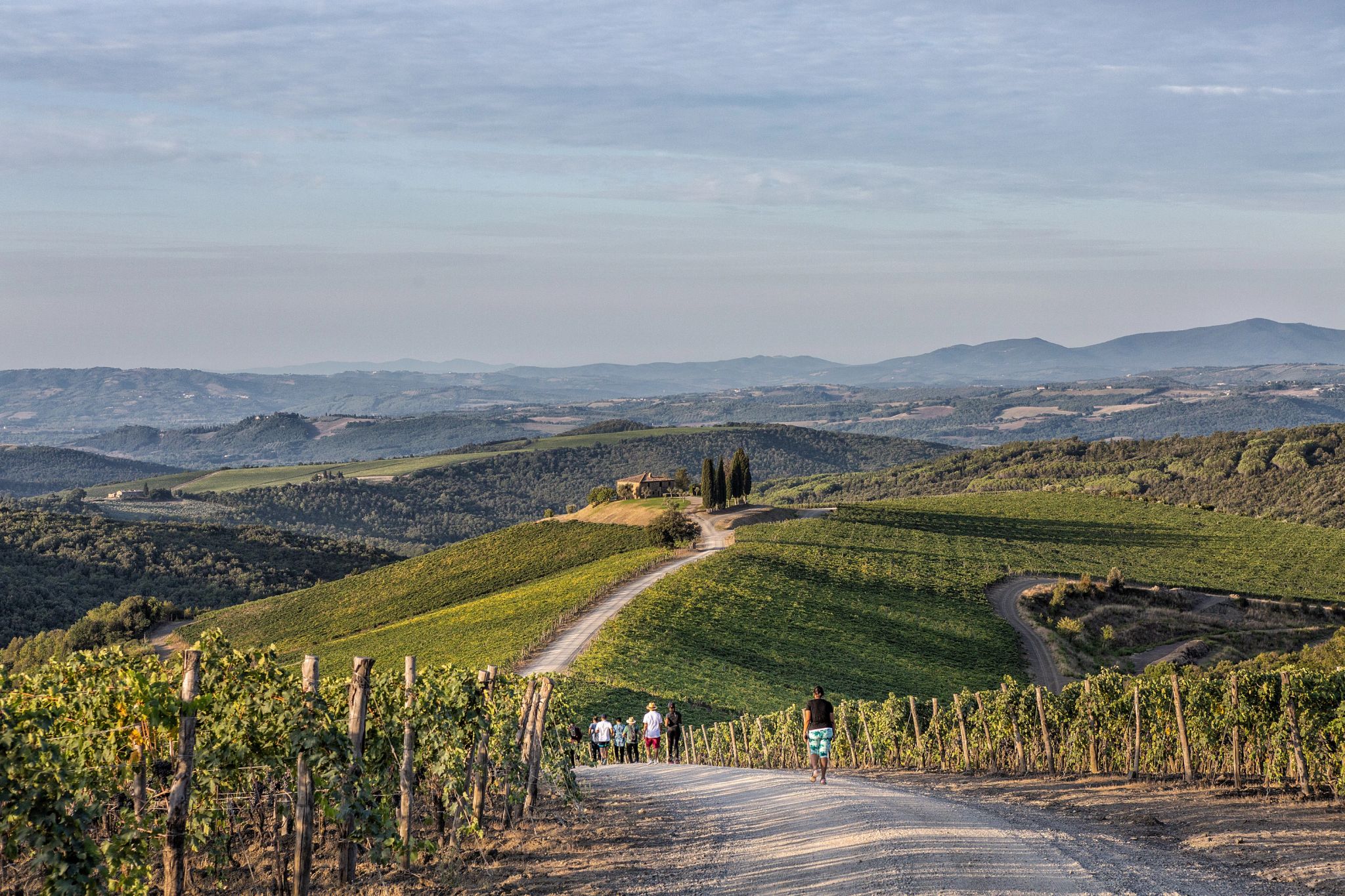 vinhedo – vinhedo na toscana – paisagem toscana 