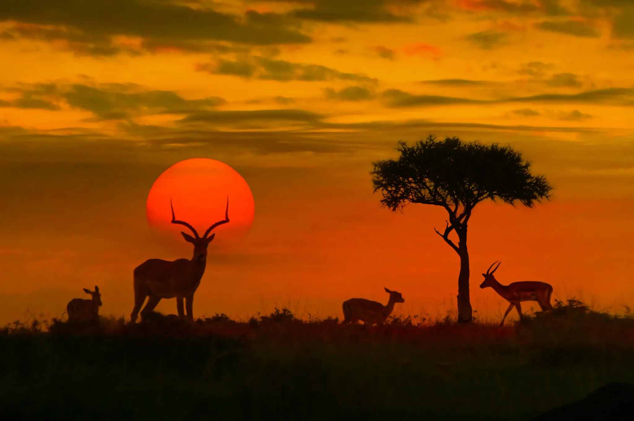 Safári África do Sul - pôr do sol no safári africano