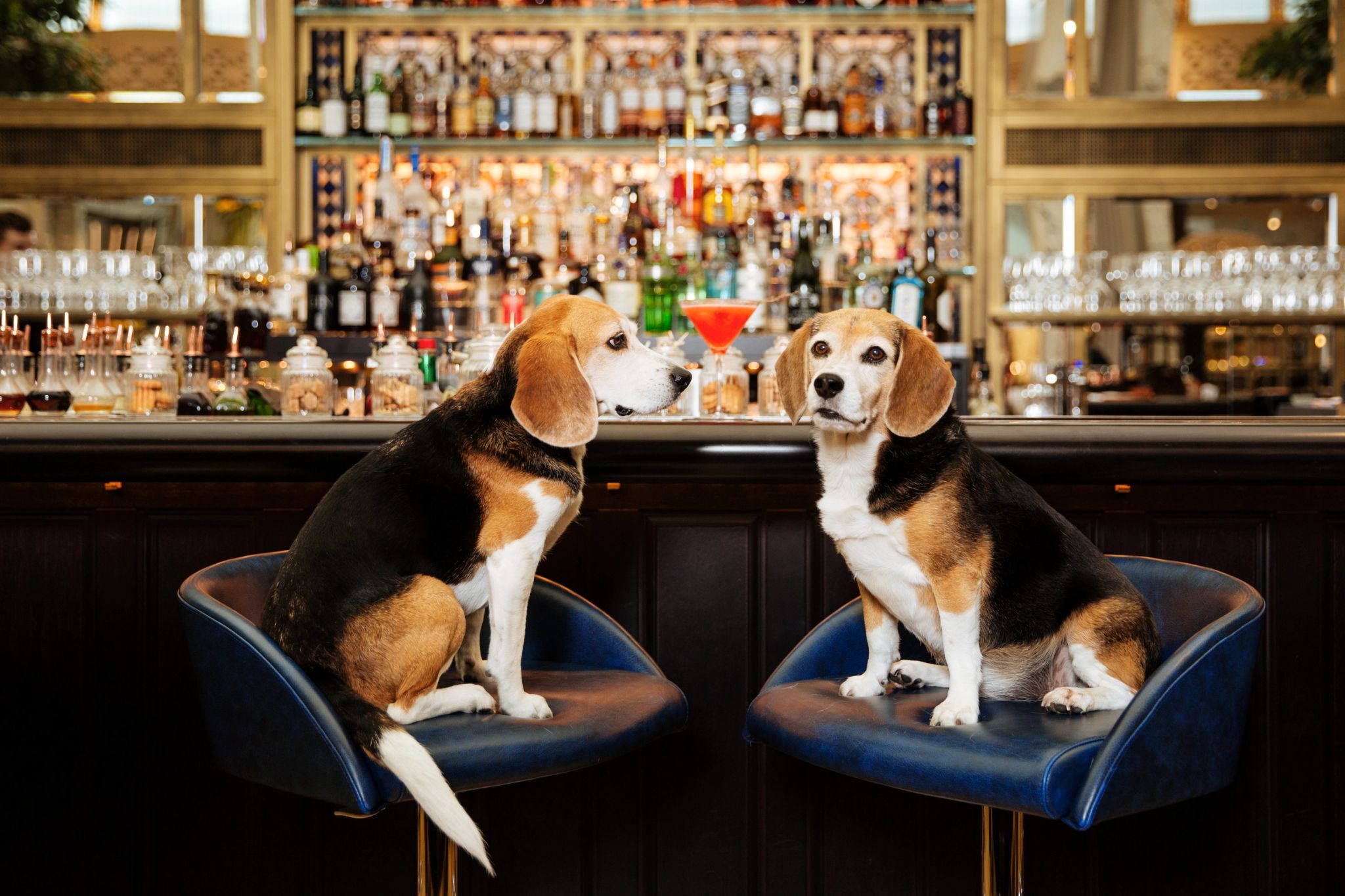 The Bank Bar bar 5 estrelas – design de luxo – bares em viena