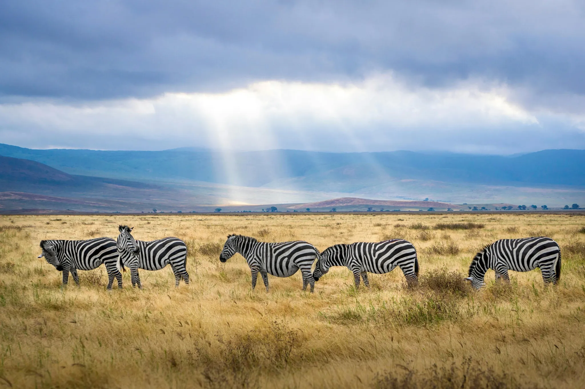 zebras-cratera-ngorongoro-safari