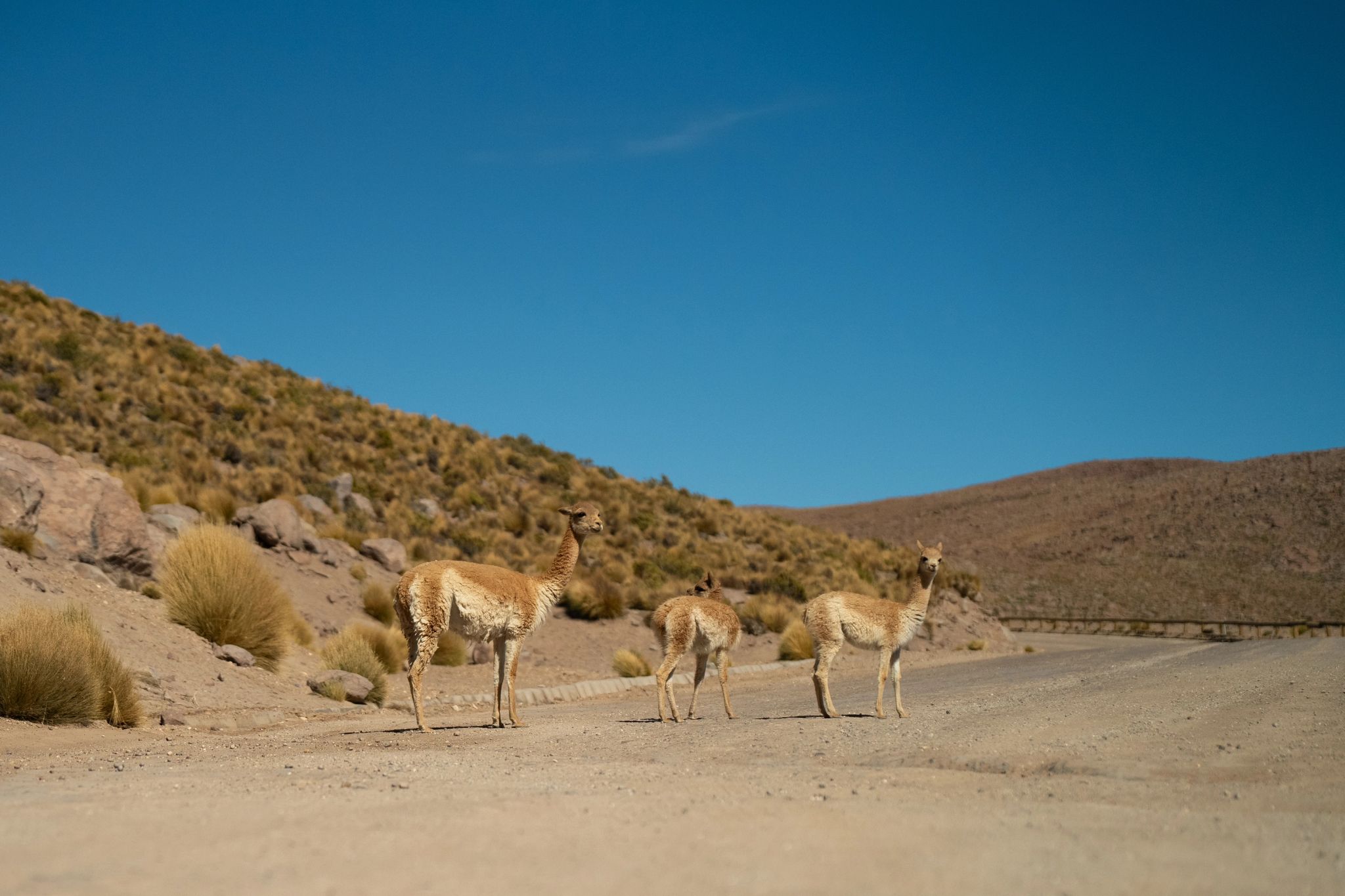 Arredores do hotel animais selvagens - vida animal - natureza
