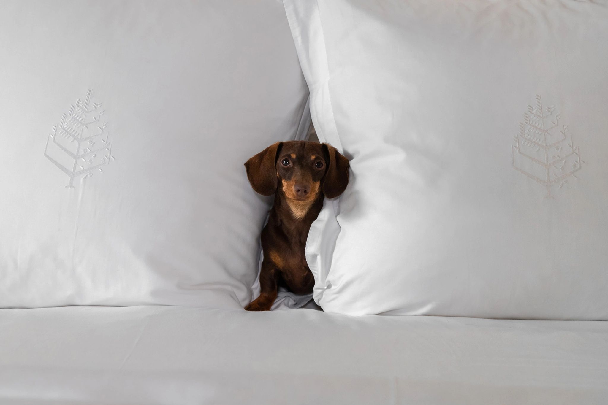 Hotel Pet friendly pet friendly – hospedagem com pet – viagem com pet